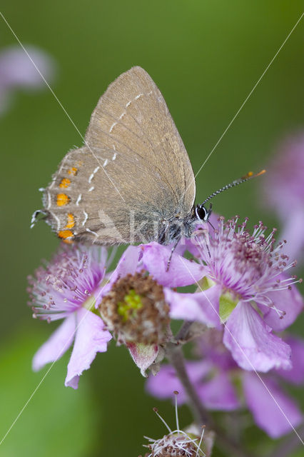 Ilex Hairstreak (Satyrium ilicis)