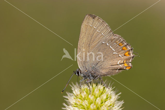 Bruine eikenpage (Satyrium ilicis)