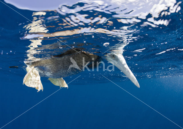 Brown Booby (Sula leucogaster)