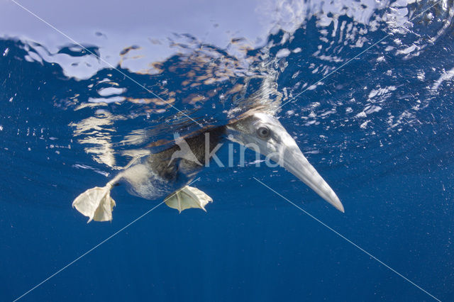 Brown Booby (Sula leucogaster)