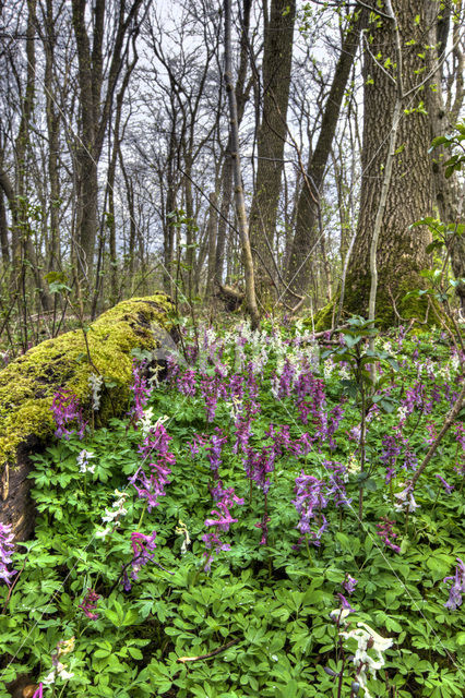 Corydalis spec.