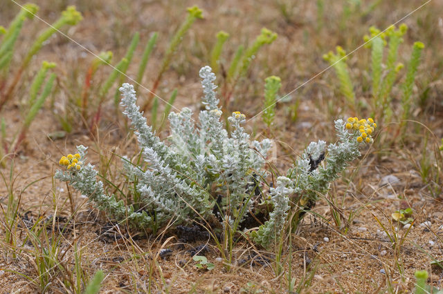 Cottonweed (Otanthus maritimus)