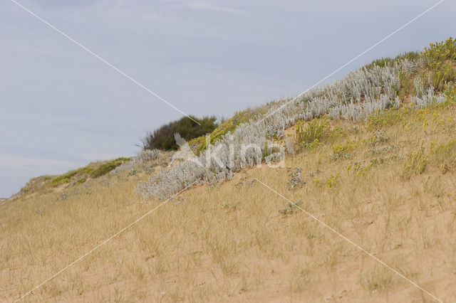 Cottonweed (Otanthus maritimus)