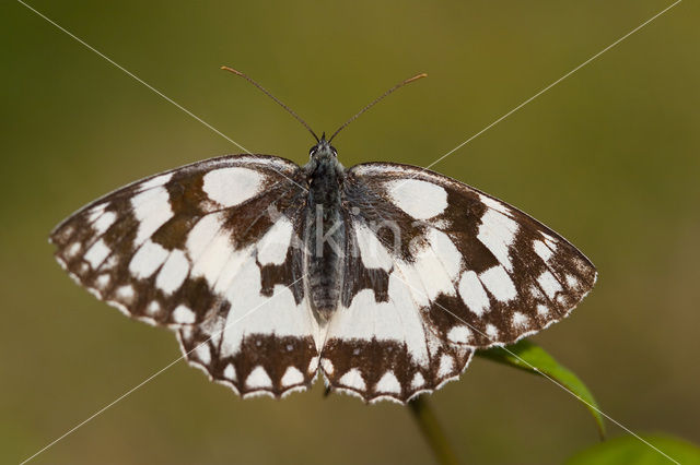 Dambordje (Melanargia galathea)