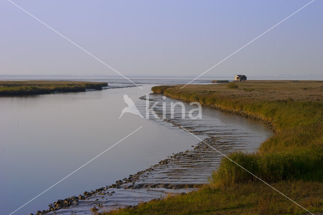 Dollard