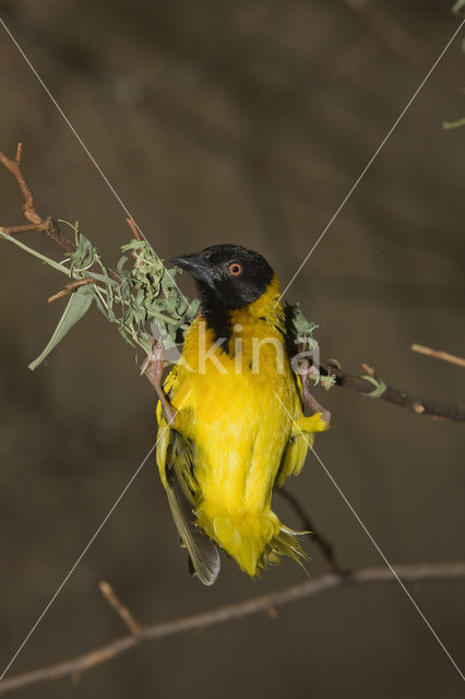 Dottergele Wever (Ploceus vitellinus)