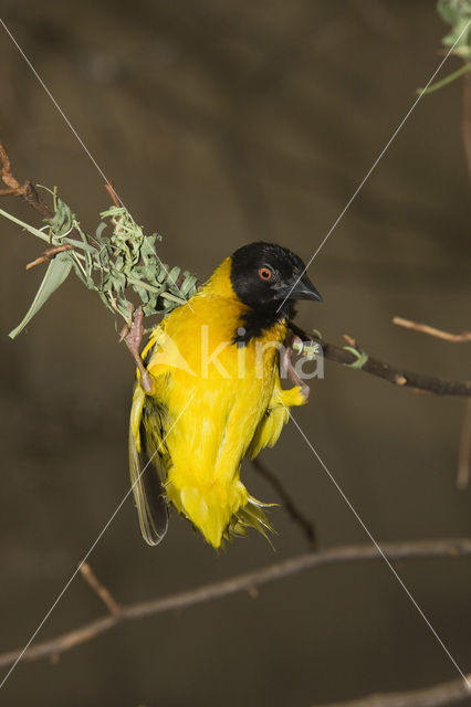 Vitelline Masked-Weaver (Ploceus vitellinus)