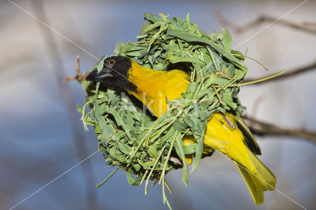 Vitelline Masked-Weaver (Ploceus vitellinus)