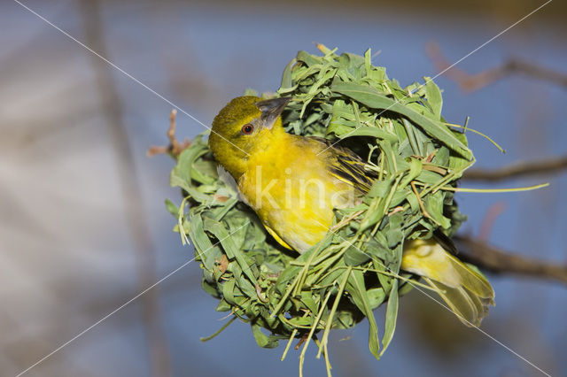 Vitelline Masked-Weaver (Ploceus vitellinus)