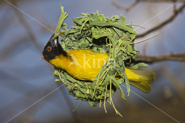 Vitelline Masked-Weaver (Ploceus vitellinus)