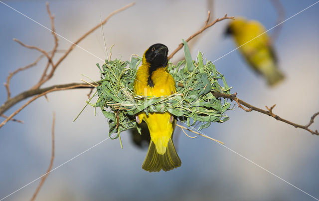 Vitelline Masked-Weaver (Ploceus vitellinus)