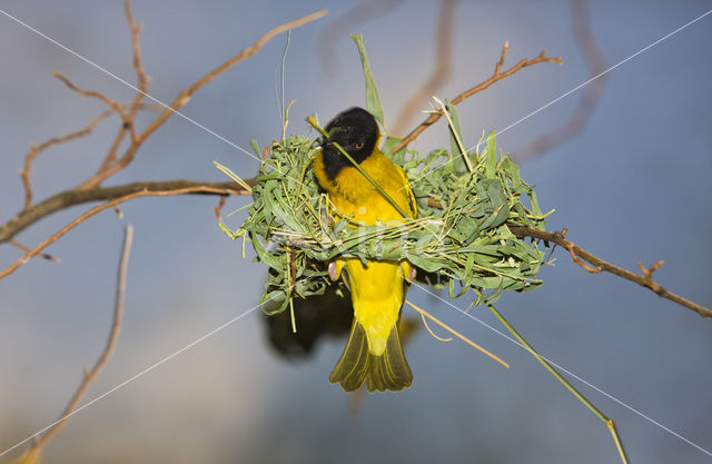 Vitelline Masked-Weaver (Ploceus vitellinus)