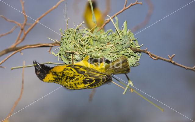 Dottergele Wever (Ploceus vitellinus)