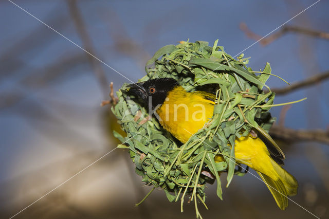 Vitelline Masked-Weaver (Ploceus vitellinus)