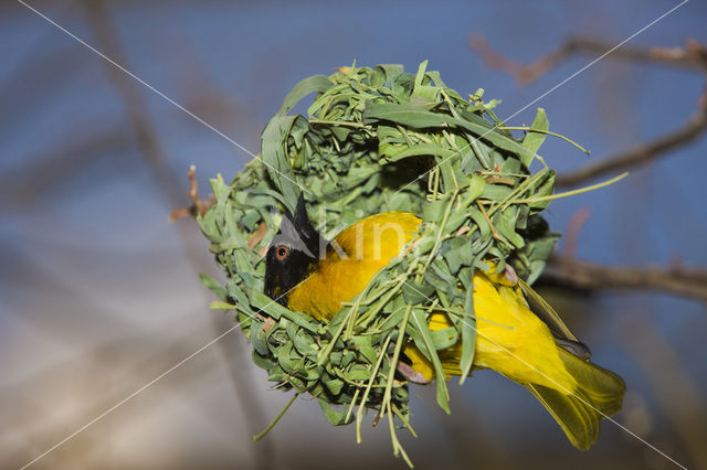 Vitelline Masked-Weaver (Ploceus vitellinus)