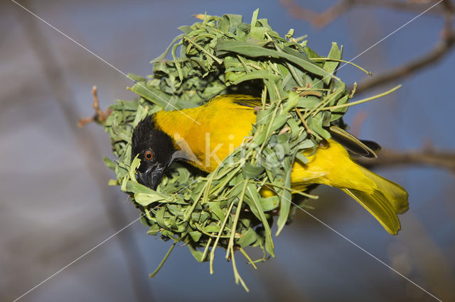 Vitelline Masked-Weaver (Ploceus vitellinus)