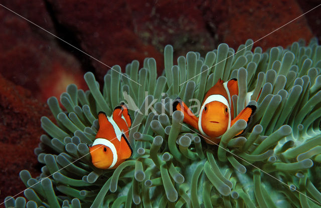 anemonefish