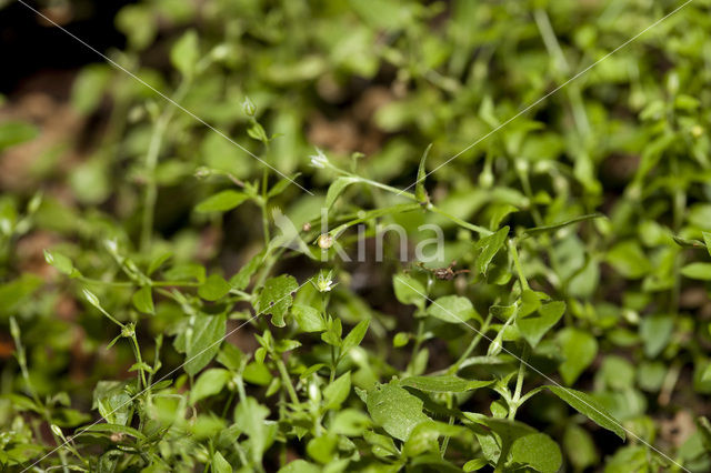 Three-nerved Sandwort (Moehringia trinervia)