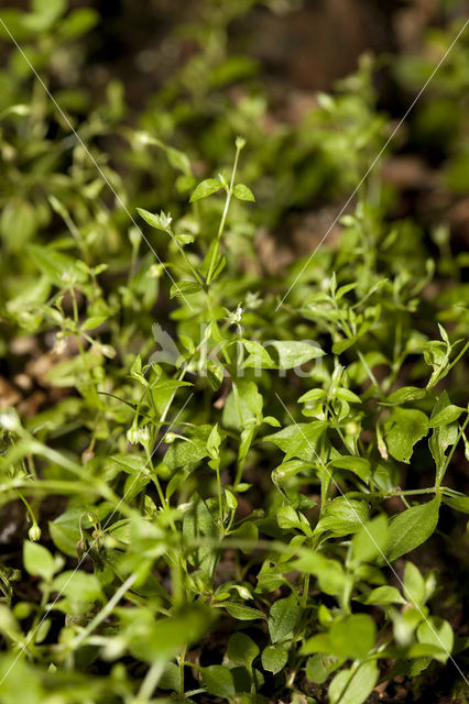 Three-nerved Sandwort (Moehringia trinervia)