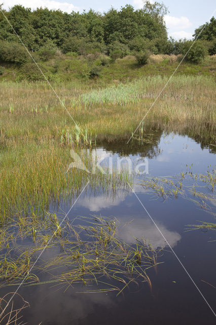 Drijvende egelskop (Sparganium angustifolium)