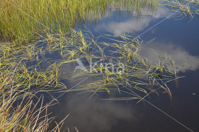 Floating Bur-reed (Sparganium angustifolium)