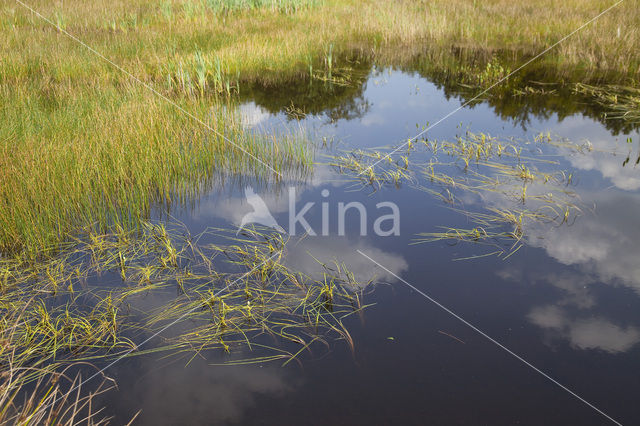 Floating Bur-reed (Sparganium angustifolium)