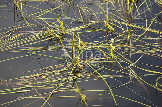 Drijvende egelskop (Sparganium angustifolium)