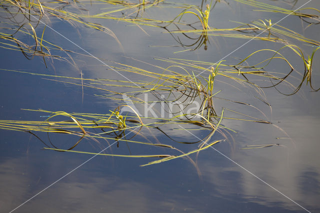 Floating Bur-reed (Sparganium angustifolium)