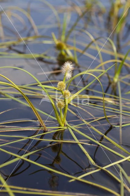 Drijvende egelskop (Sparganium angustifolium)