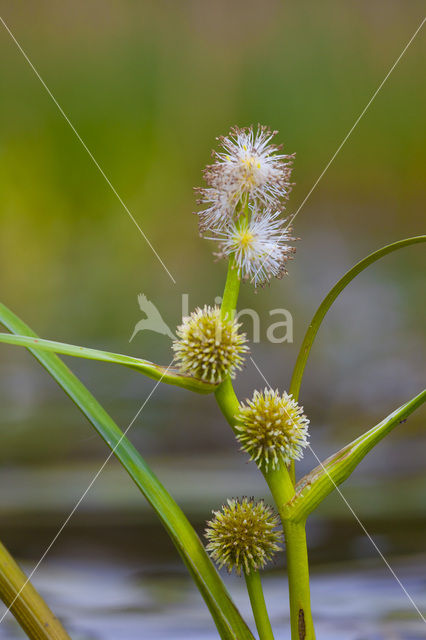 Drijvende egelskop (Sparganium angustifolium)