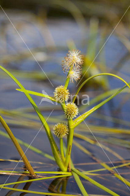 Drijvende egelskop (Sparganium angustifolium)