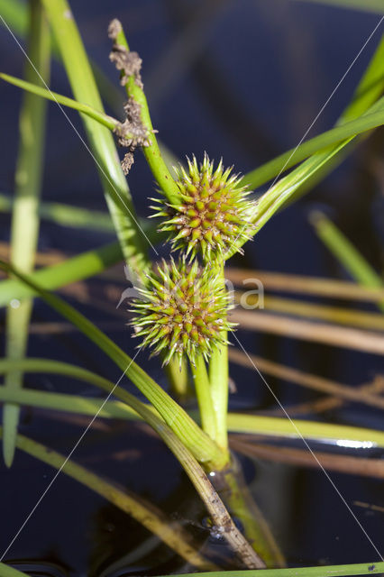 Drijvende egelskop (Sparganium angustifolium)