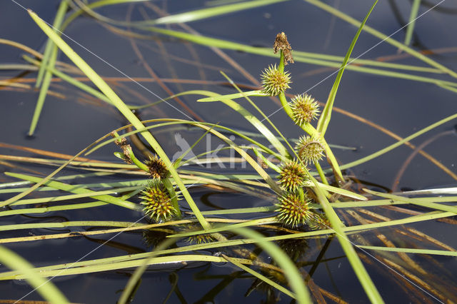 Drijvende egelskop (Sparganium angustifolium)