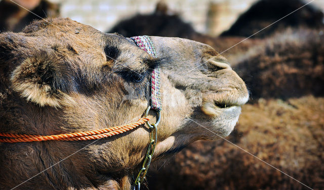 Dromedary (Camelus dromedarius)