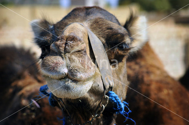 Dromedary (Camelus dromedarius)