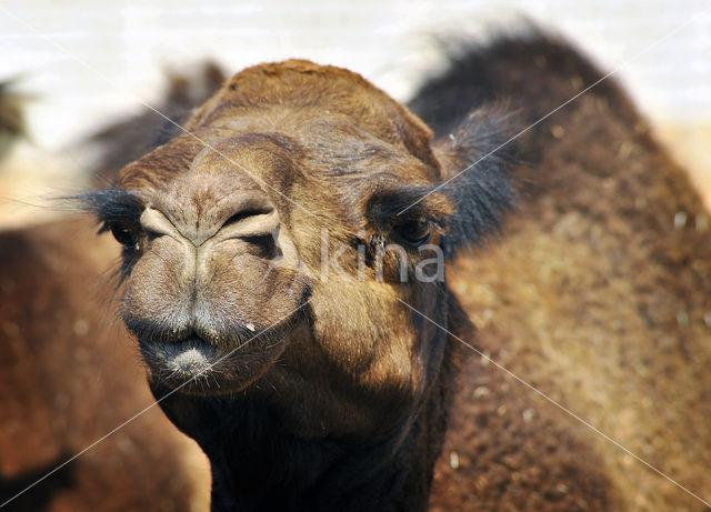 Dromedary (Camelus dromedarius)