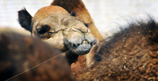 Dromedaris (Camelus dromedarius)