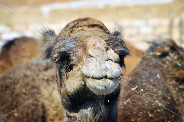 Dromedary (Camelus dromedarius)
