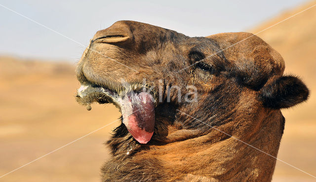 Dromedary (Camelus dromedarius)