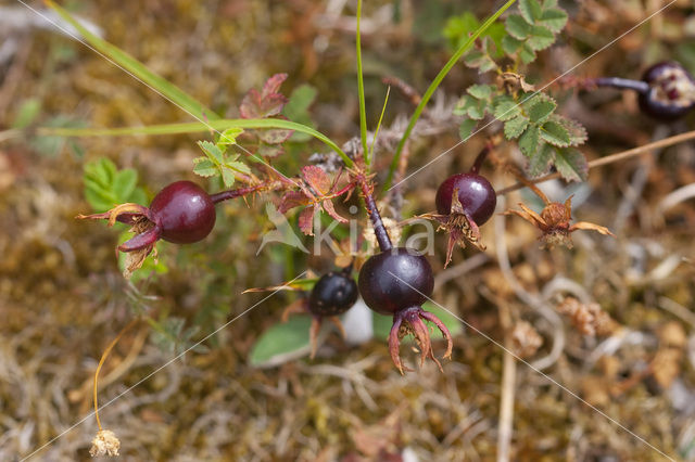 Duinroosje (Rosa pimpinellifolia)