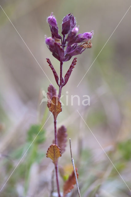 Echte gamander (Teucrium chamaedrys)