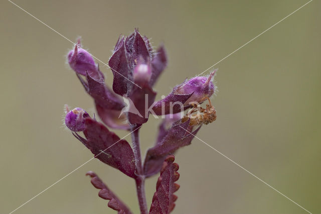 Echte gamander (Teucrium chamaedrys)