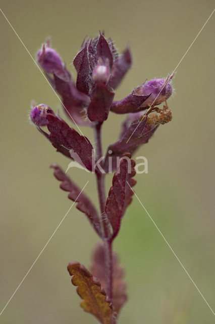 Echte gamander (Teucrium chamaedrys)