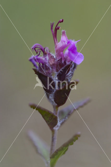 Wall Germander (Teucrium chamaedrys)