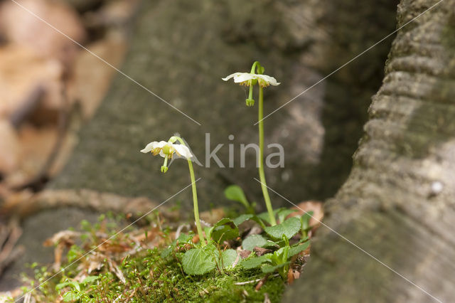 One-flowered Wintergreen (Moneses uniflora)