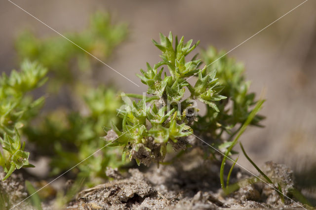 Annual Knawel (Scleranthus annuus)