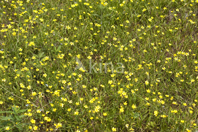 Egelboterbloem (Ranunculus flammula)