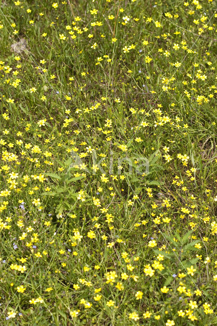 Egelboterbloem (Ranunculus flammula)