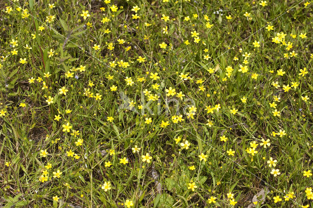 Egelboterbloem (Ranunculus flammula)