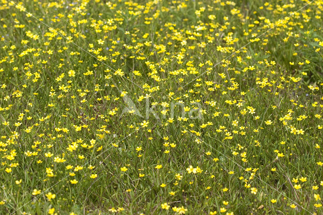 Egelboterbloem (Ranunculus flammula)